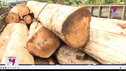 Bắt giữ vụ vận chuyển gỗ lậu lớn ở vùng biên giới Gia Lai