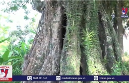 Cây Thị 700 năm được công nhận cây Di sản Việt Nam
