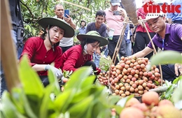 Tưng bừng cuộc thi hái và bó vải tại Lục Ngạn