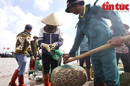 Nam Định: Tấp nập chợ cá Giao Hải