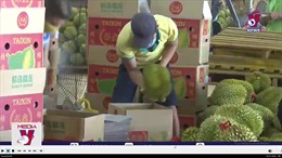 Siết chặt kiểm dịch trái cây xuất khẩu sang Trung Quốc