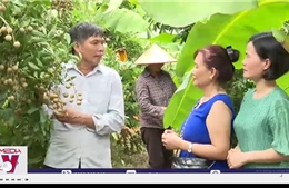 Hấp dẫn tour trải nghiệm vườn nhãn ở Hưng Yên