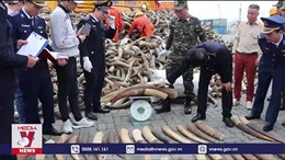 Thu giữ hàng trăm kg ngà voi châu Phi