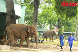 Cận cảnh chăm sóc voi tại vườn thú Hà Nội