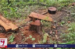 Gia Lai triệt phá vụ khai thác gỗ trái phép quy mô lớn