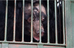 Cứu hộ một cá thể gấu bị nhốt 20 năm từ TP Hồ Chí Minh về Ninh Bình  
