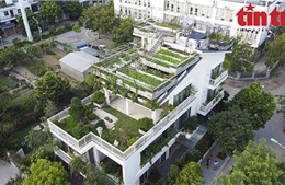 Biến nóc nhà thành vườn rau rộng 300 m2 xanh mướt