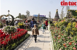 50.000 cây hoa trang trí tại Lễ Hội Hoa Xuân Quan 2023