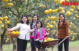 Vườn bưởi 30 năm tuổi ở Hà Nội hút khách check - in ngày cuối tuần