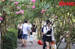 Cuối tuần, thỏa sức check-in tại vườn hoa tường vi thơ mộng