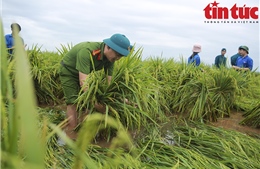 Công an, dân quân tự vệ xuống đồng &#39;dựng&#39; lúa giúp dân sau mưa bão số 3
