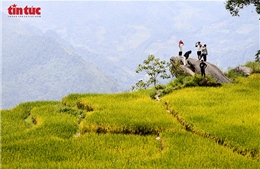 Y Tý rực rỡ sắc vàng mùa lúa chín