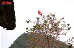 Sắc hoa Anh Đào dưới chân Cột cờ Lũng Cú
