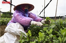 Giá rét bao trùm, nông dân Hà Nội gồng mình chăm hoa Tết