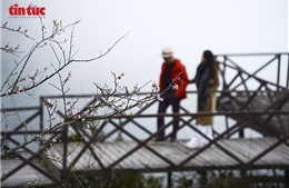 Hoa đào rừng khoe sắc tại Khu du lịch Cổng Trời Ô Quy Hồ