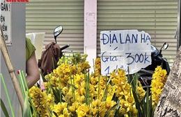 Đào quất 'sập sàn' chiều 29 Tết, người dân Hà Nội đổ xô săn hàng giảm giá