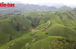 Khám phá đồi chè Long Cốc, 'Vịnh Hạ Long trên cạn' vùng đất Tổ