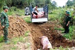 Quảng Ninh xử lý điểm nóng nhập lậu trước dịch tả lợn châu Phi