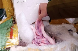 Thừa Thiên - Huế: Phát hiện, thu giữ gần 2 tấn nội tạng không rõ nguồn gốc