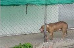 Chó pitbull tấn công chết người, chủ nuôi chó có bị xử lý hình sự?