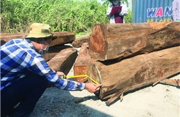 Cục Điều tra chống buôn lậu: Khởi tố vụ buôn lậu 850 m3 gỗ giáng hương Tây Phi