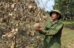 Khẩn trương ban hành Thông tư hướng dẫn cơ cấu nợ cho khách hàng bị ảnh hưởng bởi Yagi