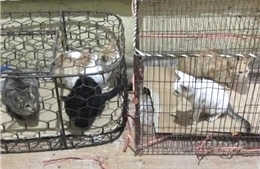 Chuyển đổi sinh kế bền vững từ việc buôn bán, giết mổ chó mèo