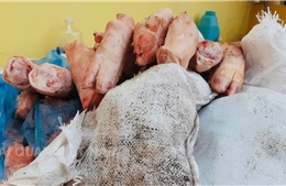 Hải quan phát hiện hơn 1,5 tấn thực phẩm đông lạnh bốc mùi 