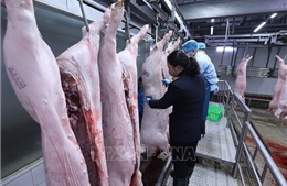 Rà soát các hợp đồng liên quan đến cung cấp thực phẩm cho trường học 