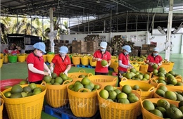 Gia hạn thuế và tiền thuê đất: Tăng dư địa dòng tiền, tiếp thêm động lực cho doanh nghiệp