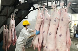 Saigon Co.op giám sát quy trình giết mổ để đảm bảo thịt lợn sạch