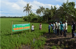 Nông dân dự án VnSAT tăng lợi nhuận trong bão rớt giá cà phê và lúa gạo