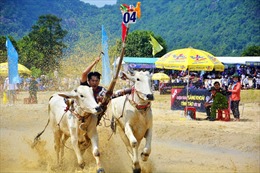 Tưng bừng Lễ hội đua bò Bảy Núi  