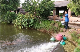 Làm giàu trên mảnh đất quê hương