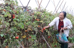 Bắc Ninh phát triển nông nghiệp xanh bền vững