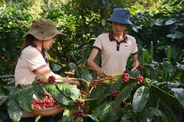 Đắk Lắk: Nâng tầm giá trị cà phê Việt