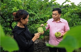 Hòa Bình: Nông nghiệp, nông thôn khởi sắc nhờ các giải pháp đồng bộ