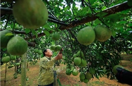 Hòa Bình: Hiệu quả trong chuyển đổi cây trồng đưa kinh tế phát triển bền vững  