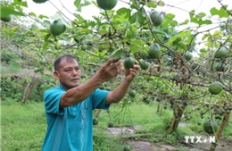 Người Mông vùng biên giới Nậm Pồ làm giàu nhờ thay đổi nếp nghĩ, cách làm