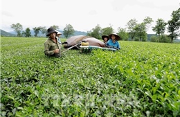 Phú Thọ: Đẩy mạnh ứng dụng công nghệ số trong phổ biến giáo dục pháp luật
