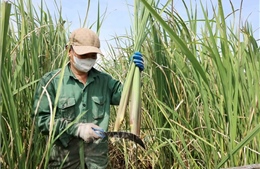 Nông dân Hưng Yên chuyển mình nhờ niễng