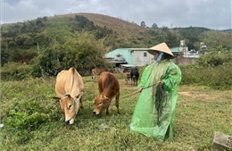 Nỗ lực từ những vùng đất 30a của Quảng Ngãi