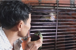 Triển vọng thoát nghèo từ mô hình nuôi cầy vòi hương