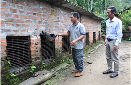 Mô hình kinh tế trang trại trên đất gò đồi góp phần giảm nghèo bền vững