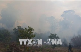 Tích cực dập lửa cháy rừng thông tại Nam Đàn, Nghệ An