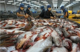 Tiếp tục khuyến cáo kiểm soát chặt chất lượng cá tra xuất khẩu sang Trung Quốc
