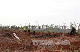 Đắk Lắk thu hồi đất lâm nghiệp lấn chiếm trái phép để trồng lại rừng