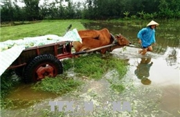 Khẩn trương ổn định cuộc sống người dân sau bão số 3