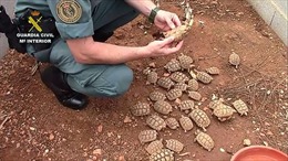 Trại nuôi rùa bất hợp pháp lớn nhất châu Âu bị phá dỡ