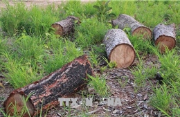 Kỷ luật Chủ tịch xã để xảy ra việc phá rừng, tranh chấp đất rừng làm 8 người thương vong